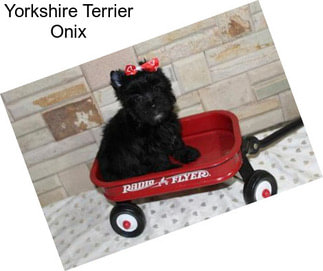 Yorkshire Terrier Onix