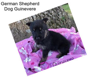 German Shepherd Dog Guinevere