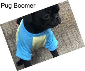 Pug Boomer
