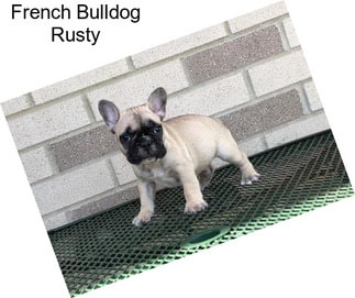 French Bulldog Rusty