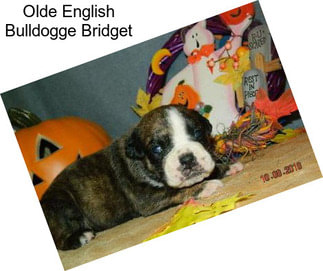 Olde English Bulldogge Bridget