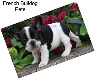 French Bulldog Pete