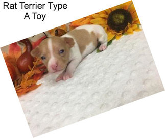 Rat Terrier Type A Toy