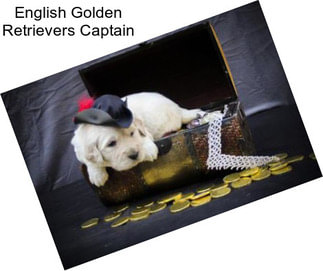 English Golden Retrievers Captain