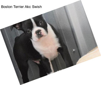 Boston Terrier Akc Swish