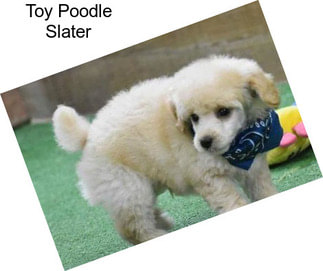 Toy Poodle Slater