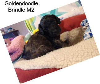 Goldendoodle Brindle M2