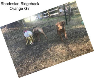 Rhodesian Ridgeback Orange Girl