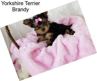 Yorkshire Terrier Brandy