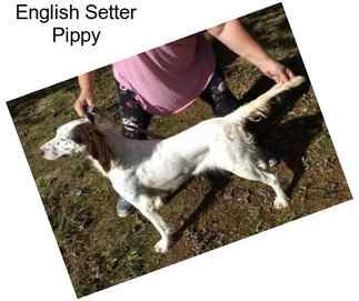 English Setter Pippy