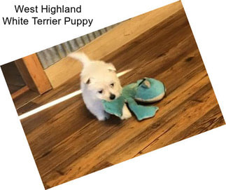 West Highland White Terrier Puppy