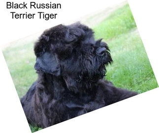 Black Russian Terrier Tiger