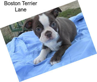 Boston Terrier Lane