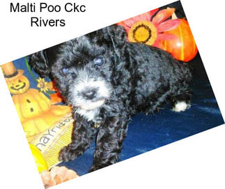 Malti Poo Ckc Rivers