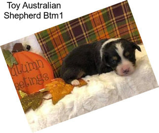 Toy Australian Shepherd Btm1