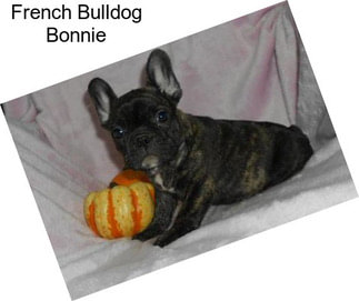 French Bulldog Bonnie