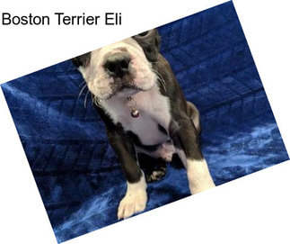 Boston Terrier Eli