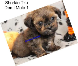 Shorkie Tzu Demi Male 1