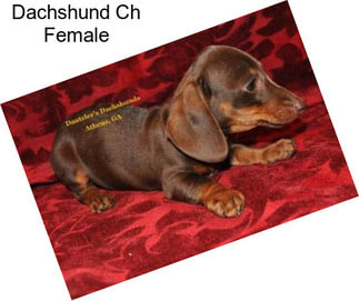 Dachshund Ch Female