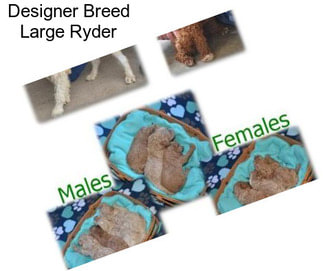 Designer Breed Large Ryder