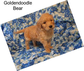 Goldendoodle Bear