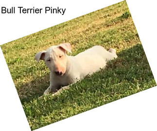 Bull Terrier Pinky