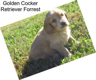 Golden Cocker Retriever Forrest