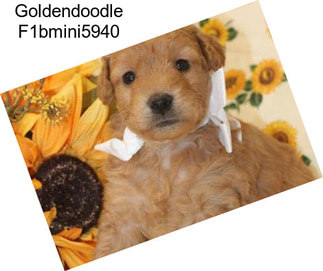 Goldendoodle F1bmini5940