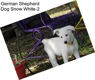 German Shepherd Dog Snow White-2