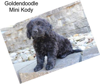 Goldendoodle Mini Kody