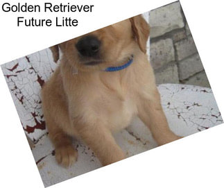 Golden Retriever Future Litte