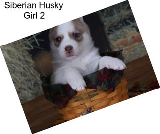 Siberian Husky Girl 2