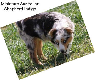 Miniature Australian Shepherd Indigo