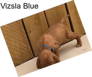 Vizsla Blue