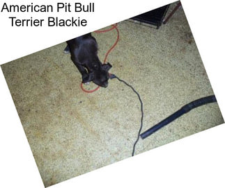 American Pit Bull Terrier Blackie