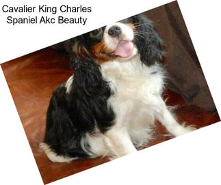 Cavalier King Charles Spaniel Akc Beauty