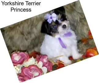 Yorkshire Terrier Princess