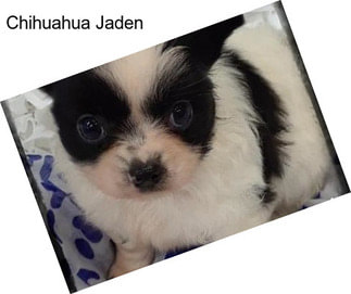 Chihuahua Jaden