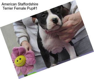 American Staffordshire Terrier Female Pup#1