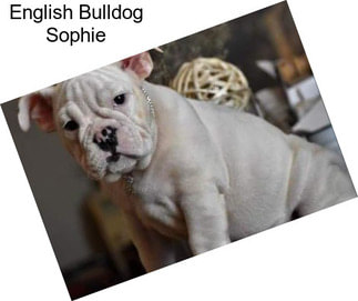 English Bulldog Sophie