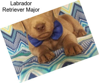 Labrador Retriever Major