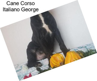 Cane Corso Italiano George