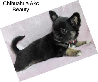 Chihuahua Akc Beauty