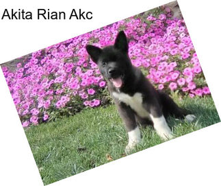 Akita Rian Akc