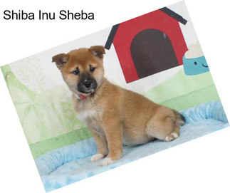 Shiba Inu Sheba