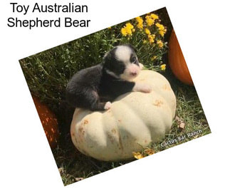 Toy Australian Shepherd Bear