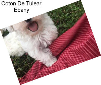 Coton De Tulear Ebany