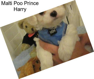 Malti Poo Prince Harry