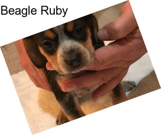 Beagle Ruby