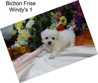 Bichon Frise Windy\'s 1
